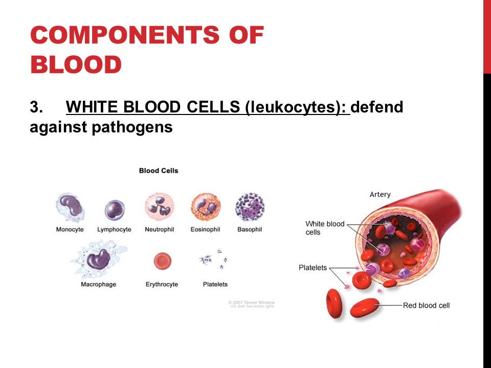 Components of blood 3. WHITE BLOOD CELLS (leukocytes): defend against pathogens