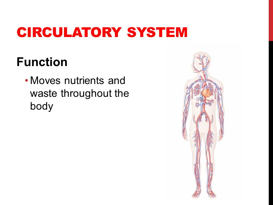 CIRCULATORY SYSTEM Function