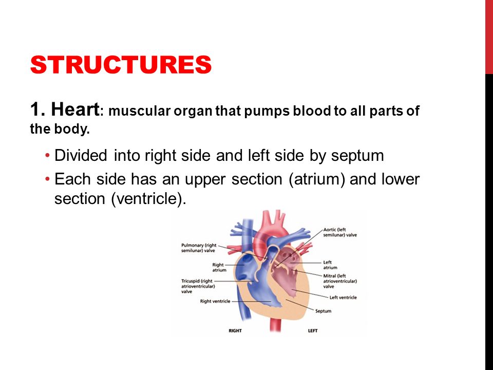 STRUCTURES 1. Heart: muscular organ that pumps blood to all parts of the body. Divided into right side and left side by septum.