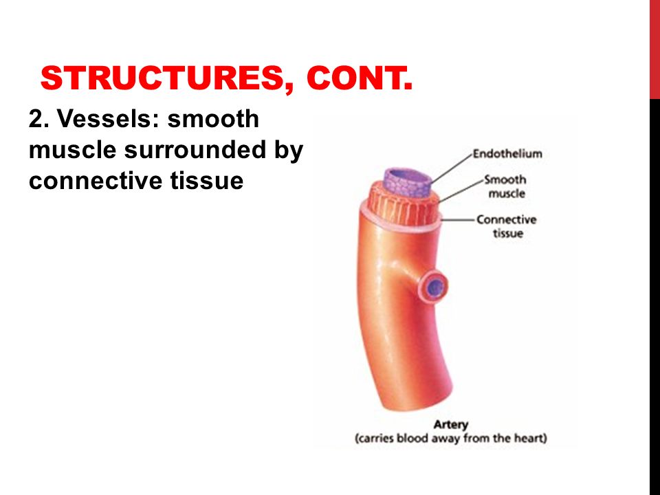Structures, cont. 2. Vessels: smooth muscle surrounded by connective tissue