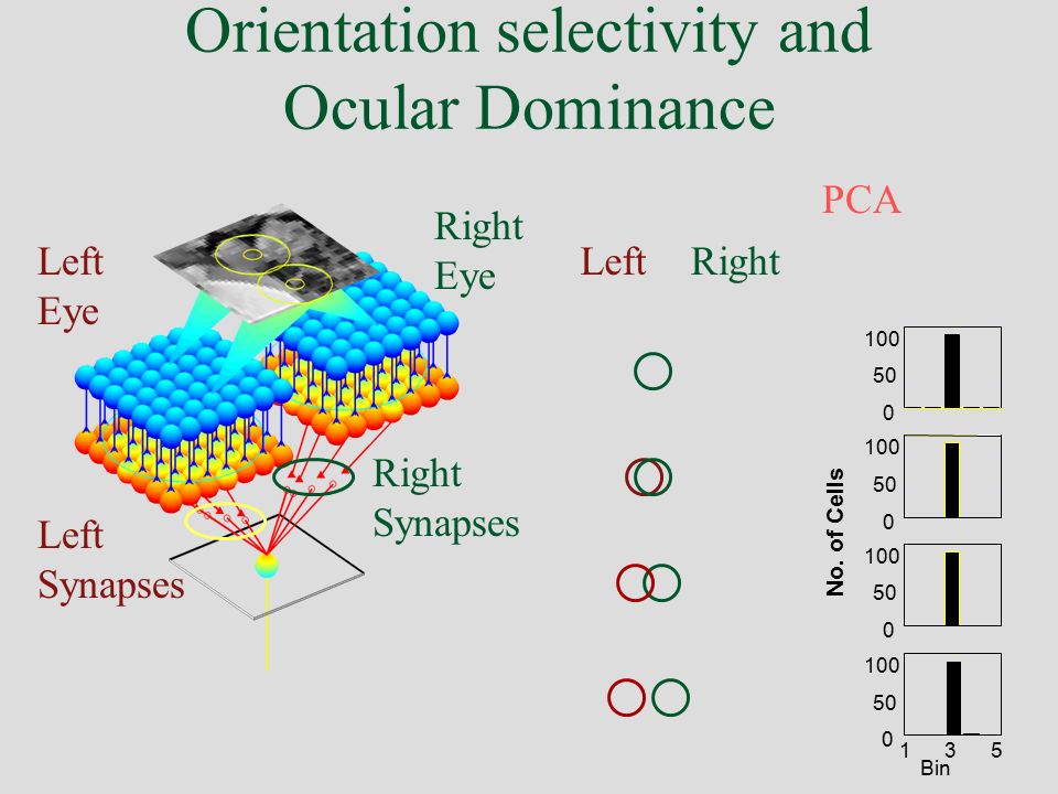 Orientation selectivity and Ocular Dominance
