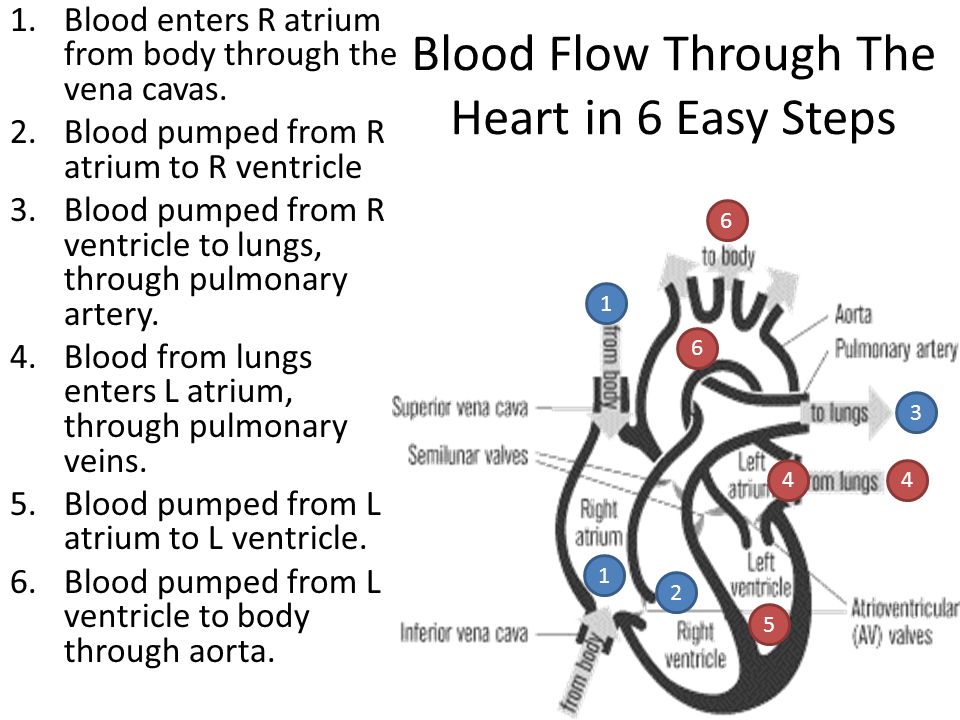 Blood Flow Through The Heart in 6 Easy Steps
