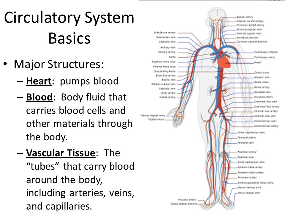 Circulatory System Basics