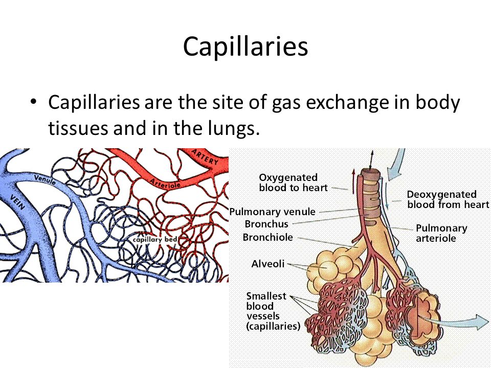 Capillaries Capillaries are the site of gas exchange in body tissues and in the lungs.