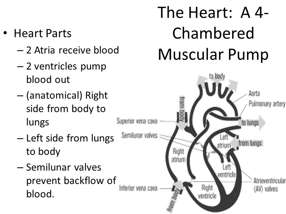 The Heart: A 4-Chambered Muscular Pump