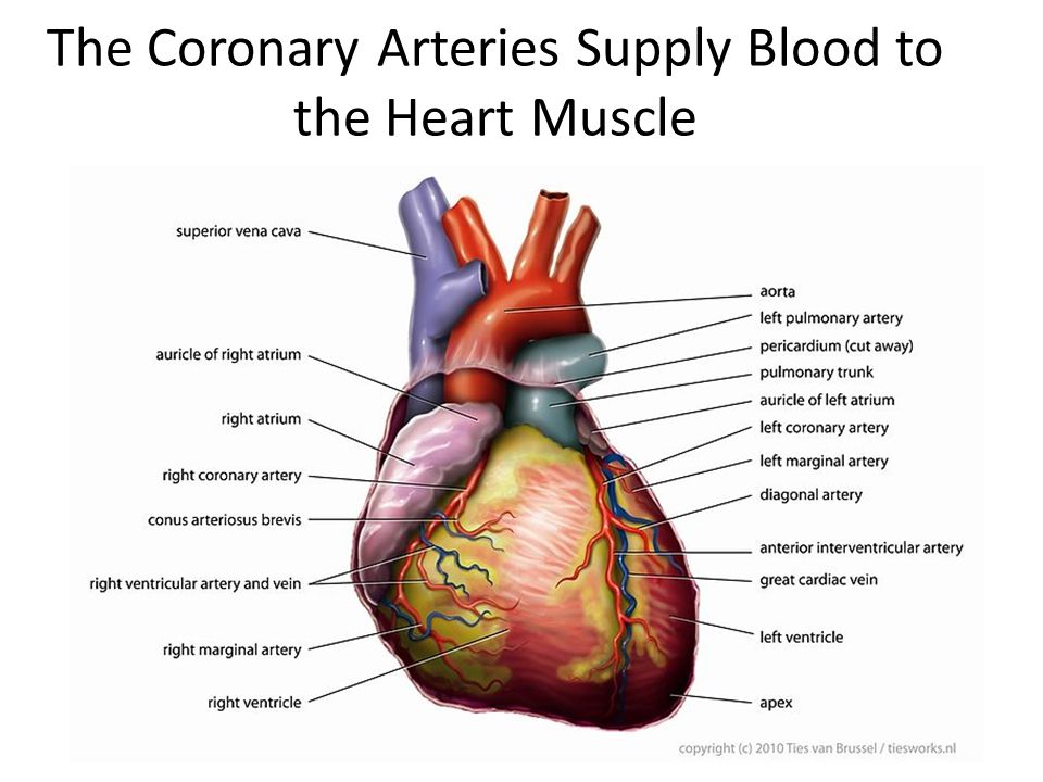 The Coronary Arteries Supply Blood to the Heart Muscle