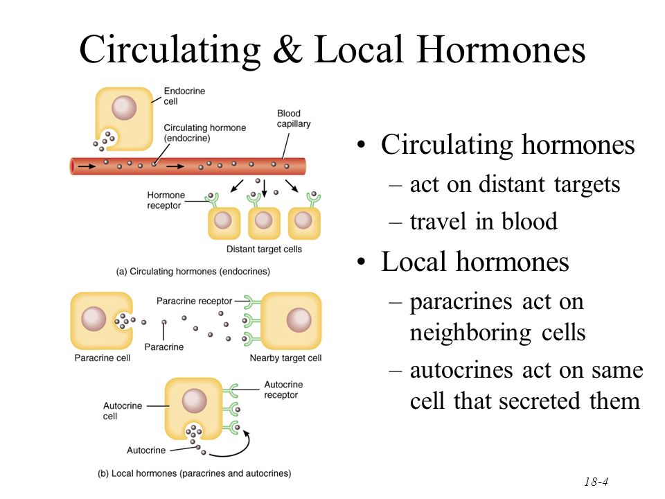 Circulating hormones. act on distant targets. 