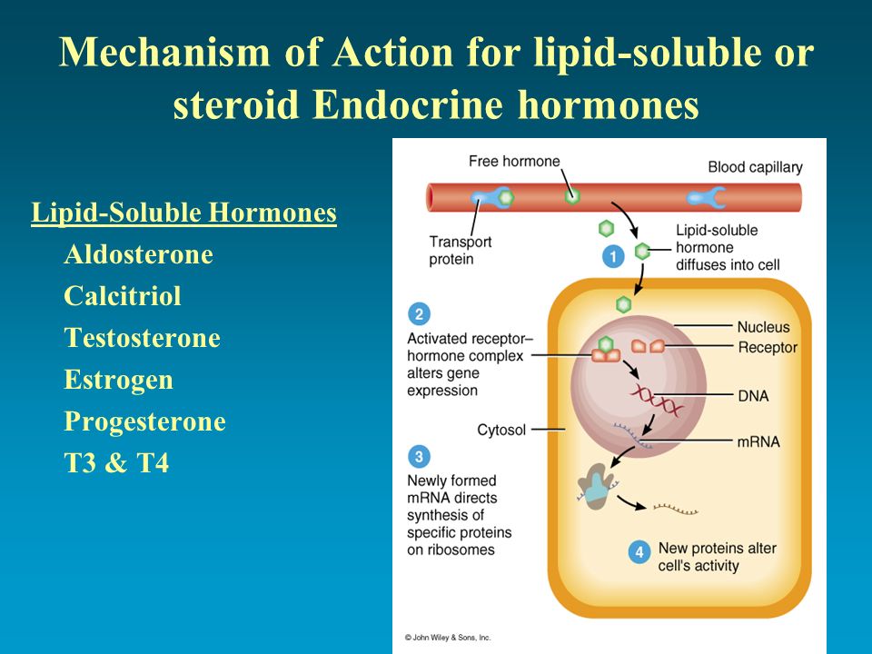 Mechanism of action. The mechanism of Action of Steroid Hormones. Кальцитриол Тип рецепторов. Aldosterone Action mechanism. Cell mechanisms of Action of Hormones.