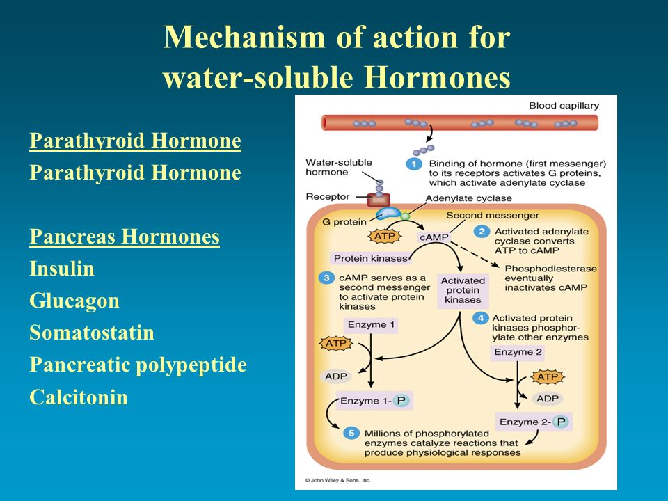 Mechanism of action. The mechanism of Action of Hormones. Mechanism of Action of Enzymes. Nucleus mechanisms of Action of Hormones.