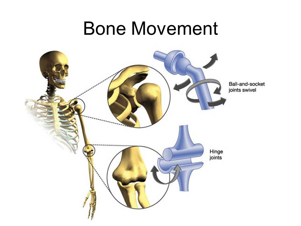 Движение кости. Synarthrosis.