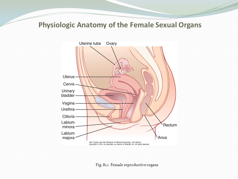Female Genitalia Can Evolve More Rapidly And Divergently Than Male Genitalia