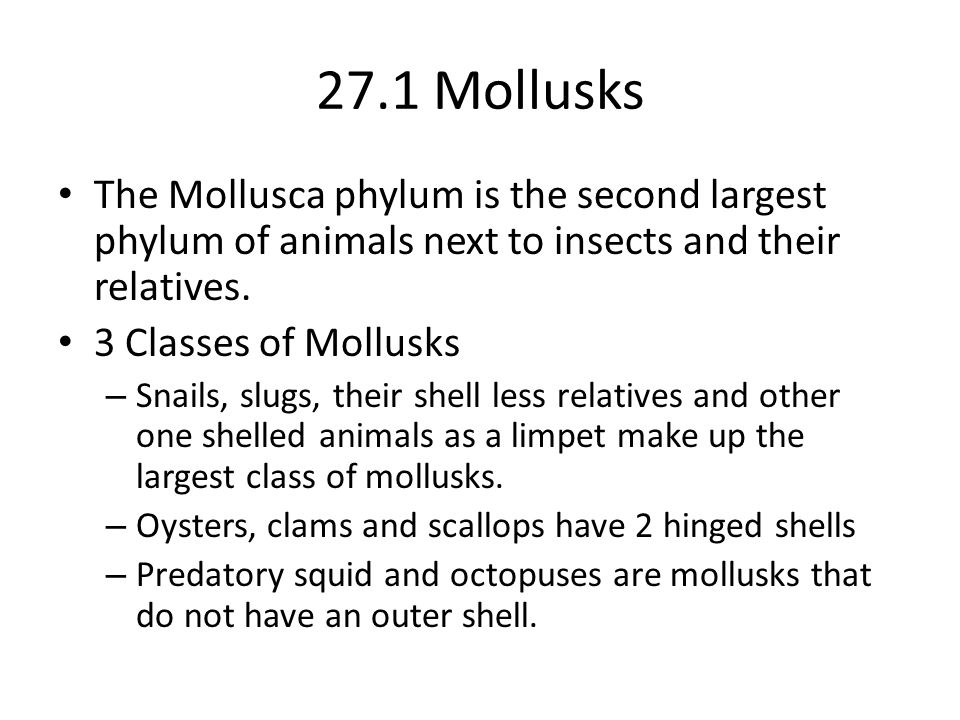 Chapter 27 Mollusks and Segmented Worms - ppt video online download