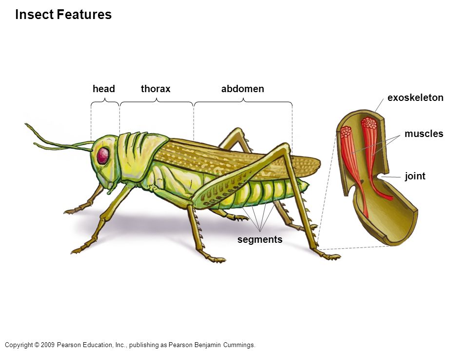 Наружный скелет насекомого. Экзоскелет насекомых. Экзоскелет членистоногих. Экзоскелет Хитиновый насекомого схема. Стерниты у насекомых.