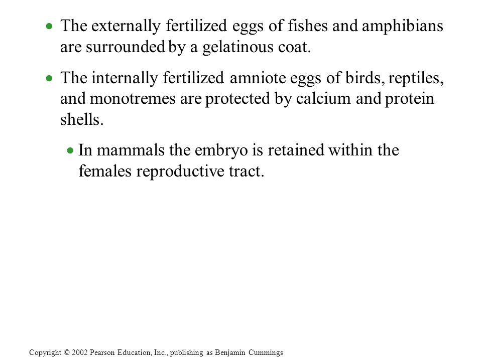 The externally fertilized eggs of fishes and amphibians are surrounded by a gelatinous coat.