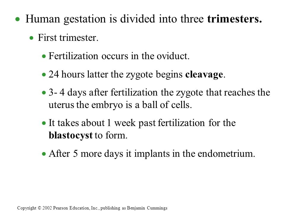 Human gestation is divided into three trimesters.