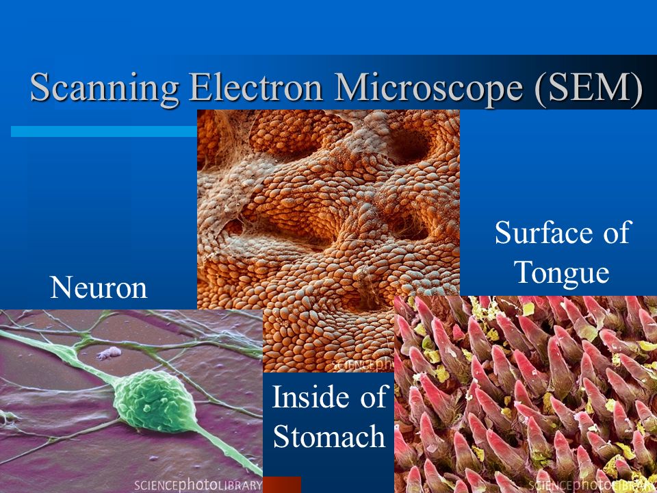 Scanning Electron Microscope (SEM)