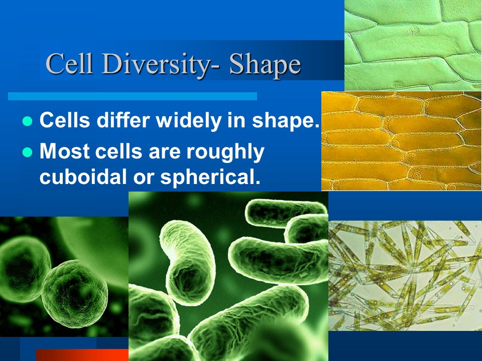 Cell Diversity- Shape Cells differ widely in shape.