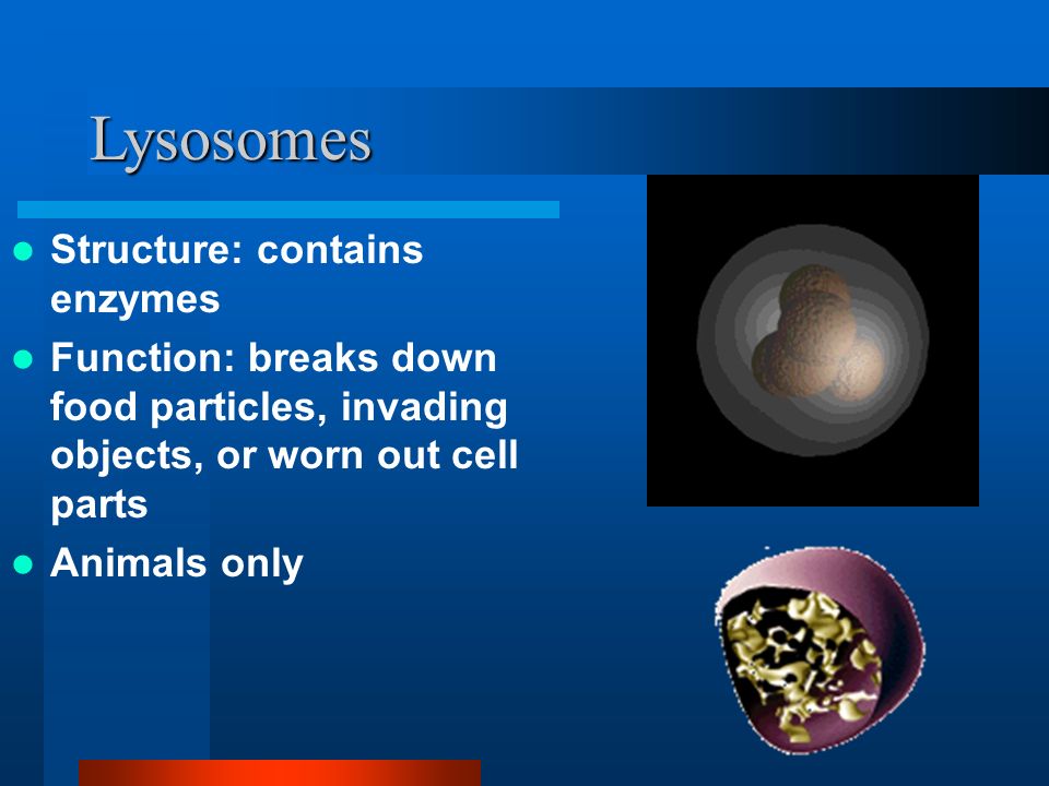 Lysosomes Structure: contains enzymes