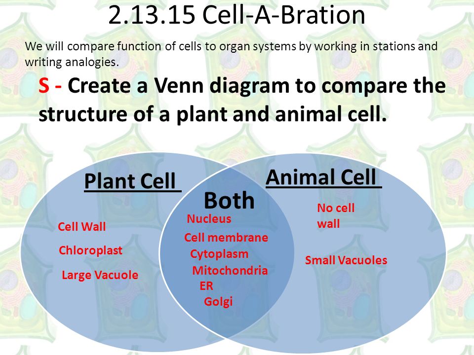Plant to Animal EDU Objective: students will differentiate between  structure and function in plant and animal cell organelles by watching  edusmart. - ppt video online download