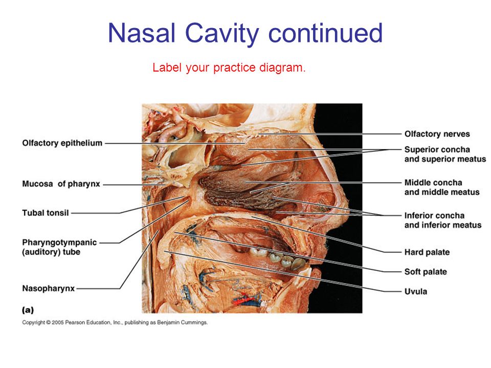 Nasal Cavity continued
