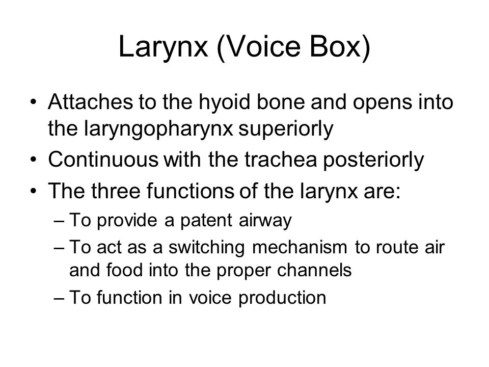 Larynx (Voice Box) Attaches to the hyoid bone and opens into the laryngopharynx superiorly. Continuous with the trachea posteriorly.