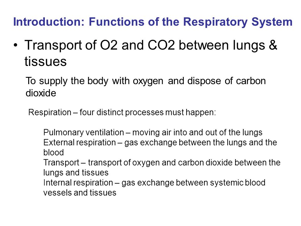 Introduction: Functions of the Respiratory System