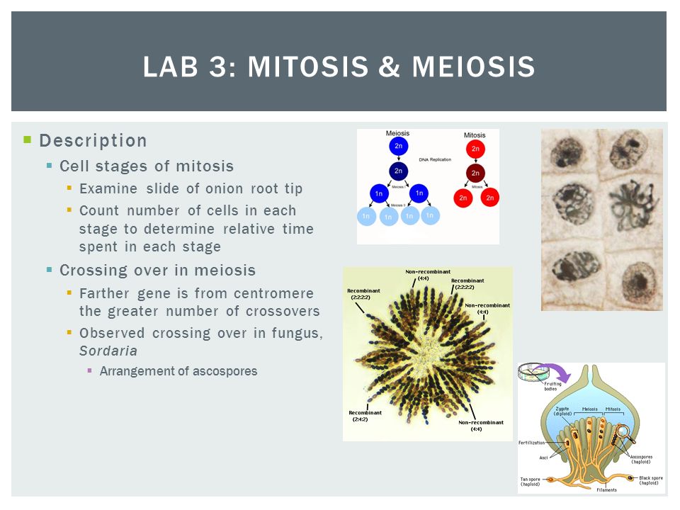 Lab 3: Mitosis & Meiosis Description Cell stages of mitosis