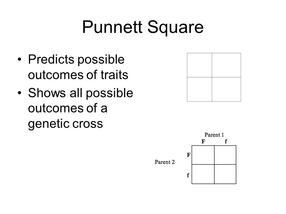 Punnett Square Predicts possible outcomes of traits