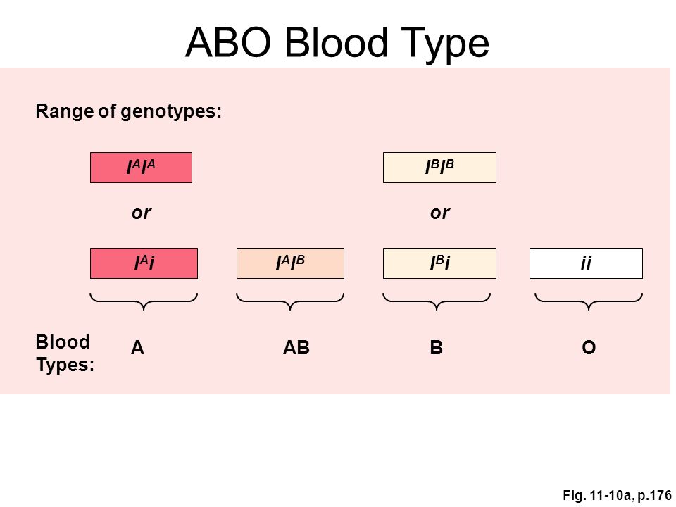 ABO Blood Type Range of genotypes: IAIA IBIB or or IAi IAIB IBi ii