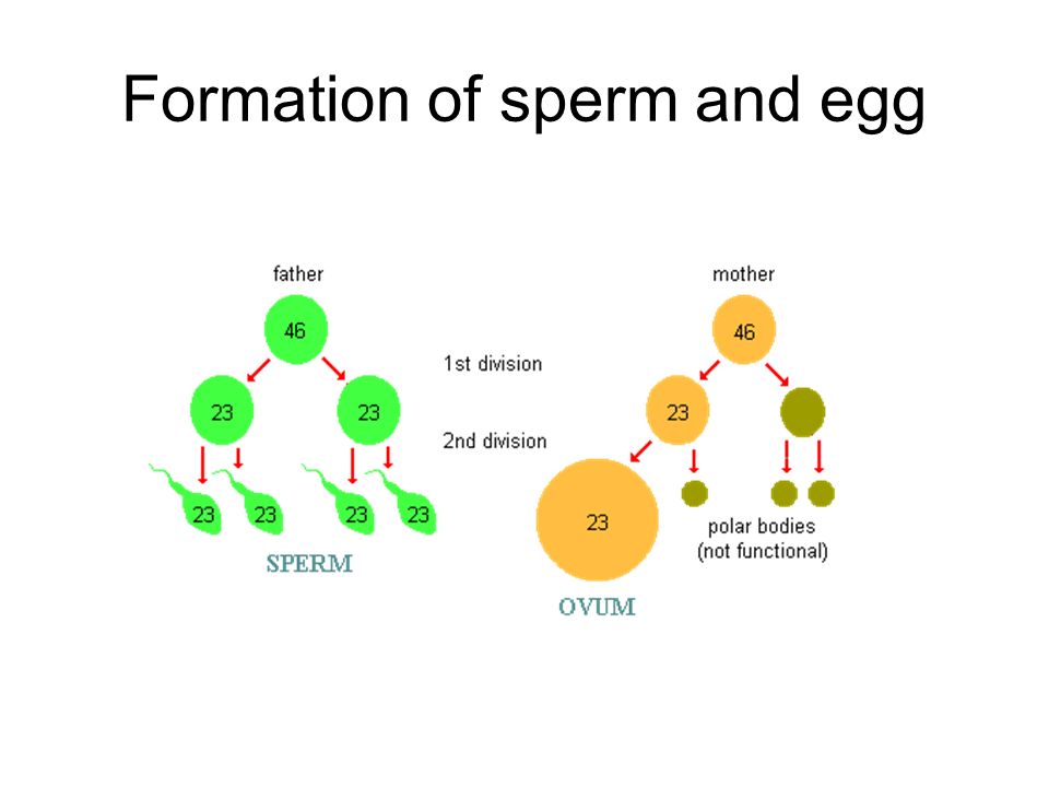 Formation of sperm and egg