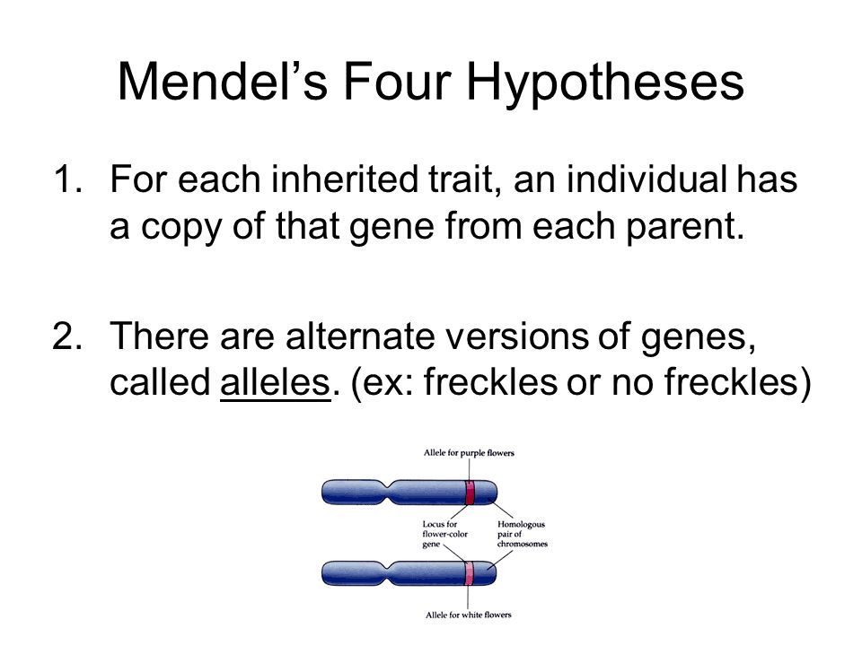 Mendel’s Four Hypotheses