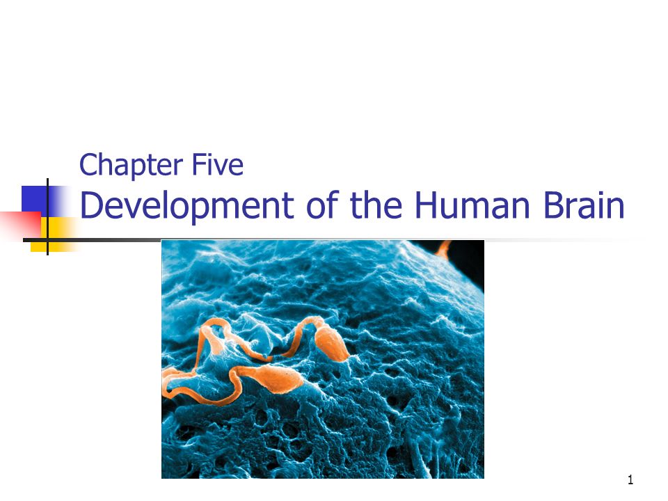 Chapter Five Development of the Human Brain