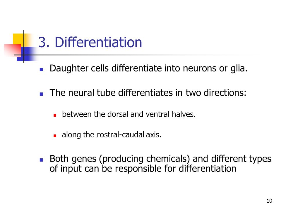 3. Differentiation Daughter cells differentiate into neurons or glia.