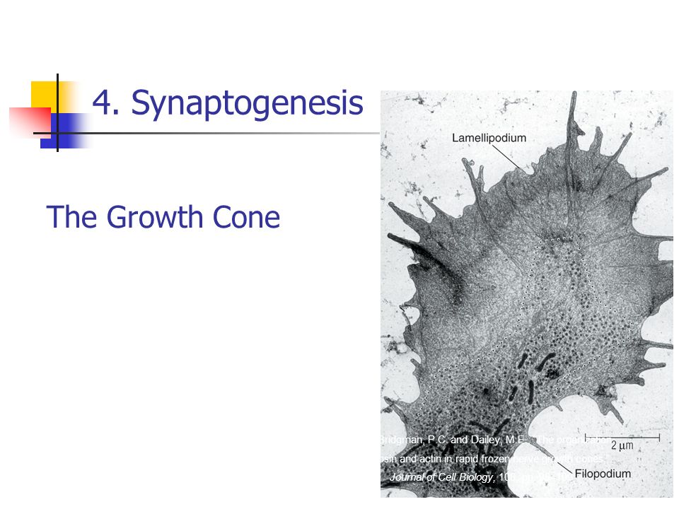 4. Synaptogenesis The Growth Cone