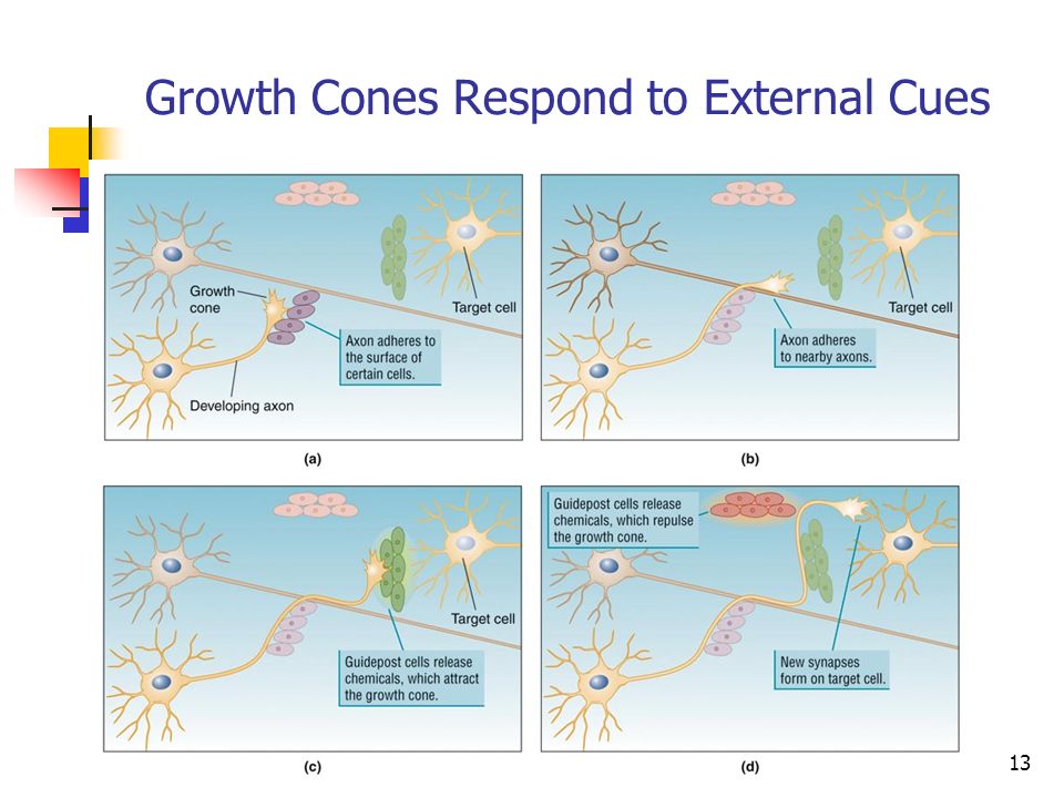 Growth Cones Respond to External Cues