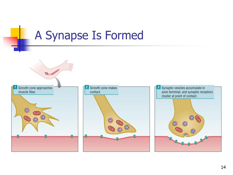A Synapse Is Formed Synapse forming a neuromuscular junction, place where motor neuron axon connects to muscles.