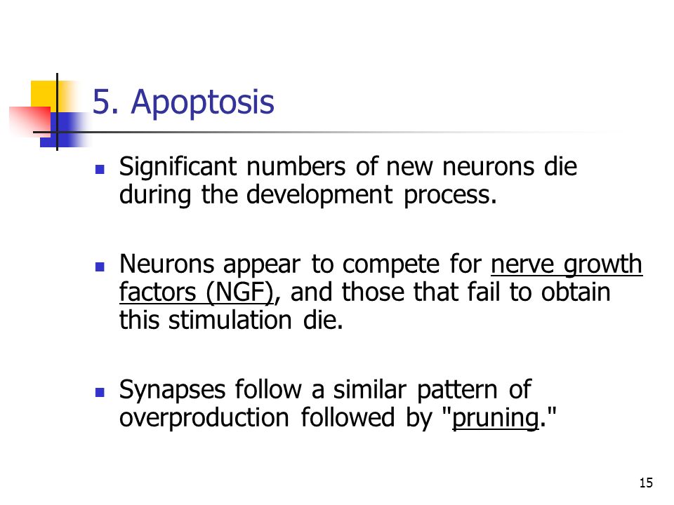 5. Apoptosis Significant numbers of new neurons die during the development process.