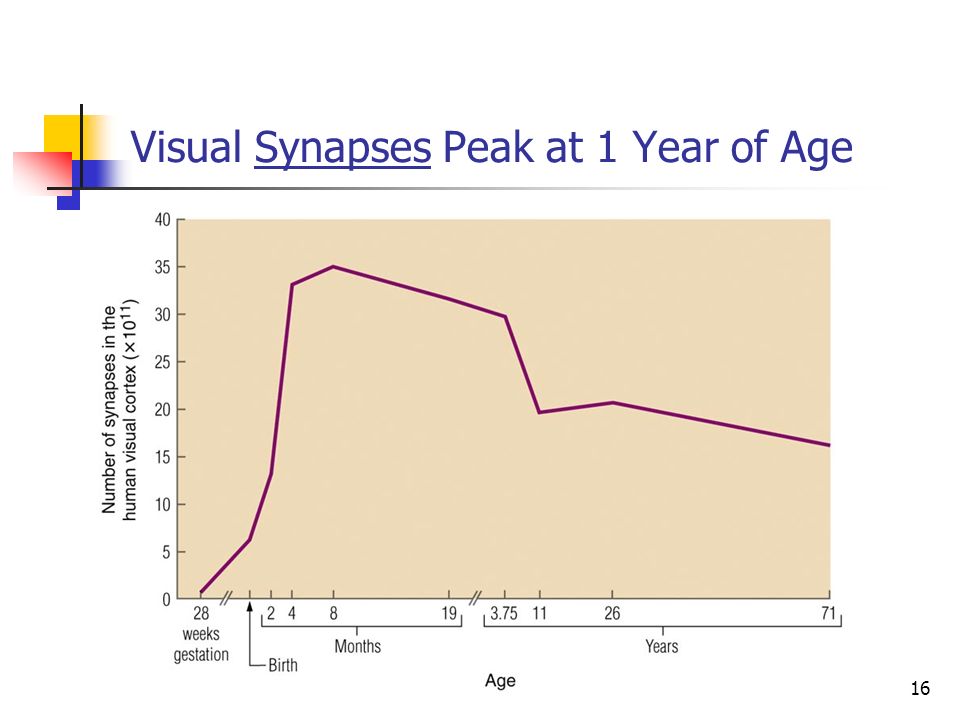 Visual Synapses Peak at 1 Year of Age