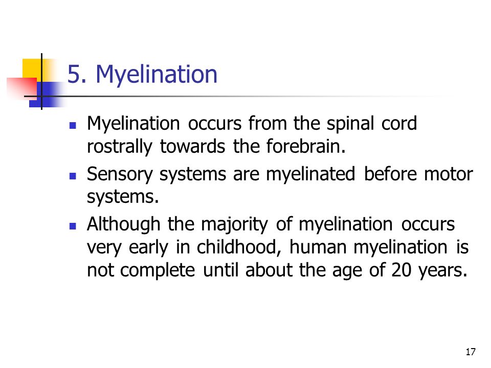 5. Myelination Myelination occurs from the spinal cord rostrally towards the forebrain. Sensory systems are myelinated before motor systems.