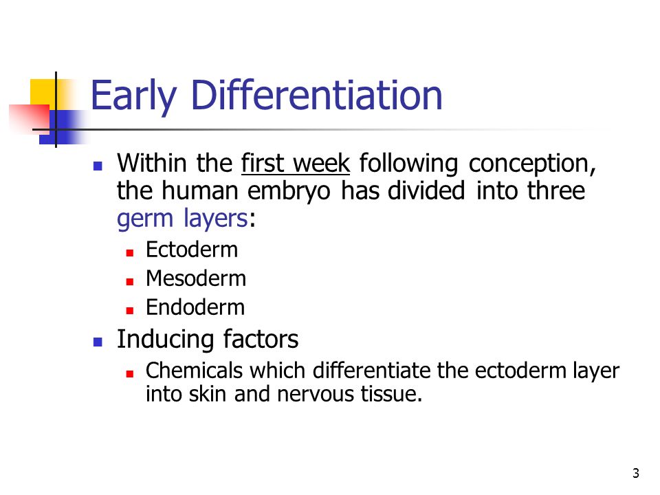 Early Differentiation