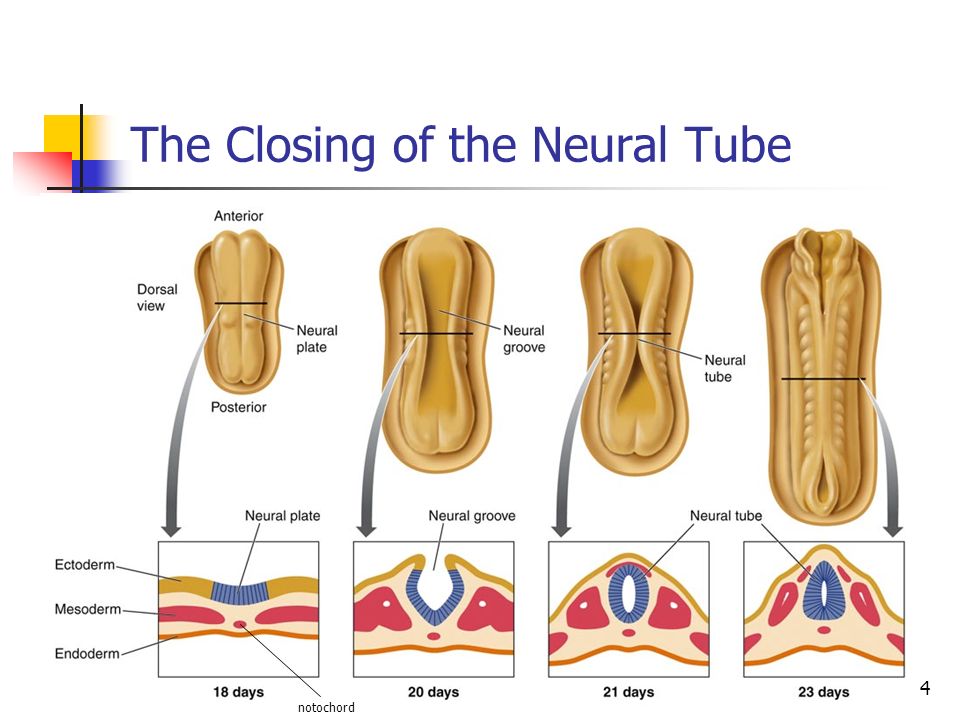 The Closing of the Neural Tube