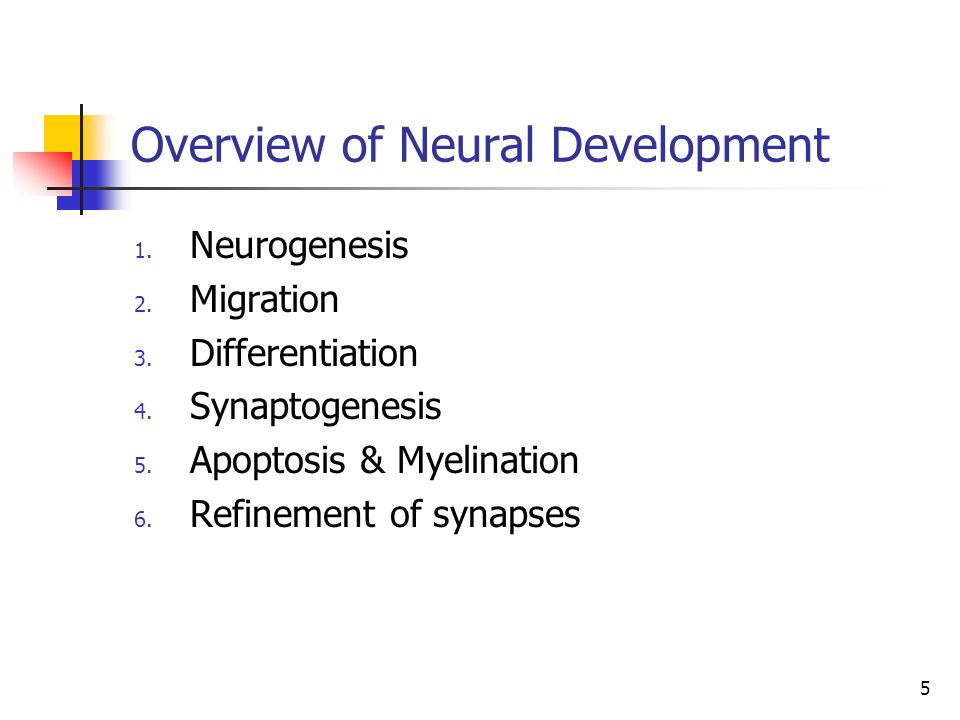Overview of Neural Development