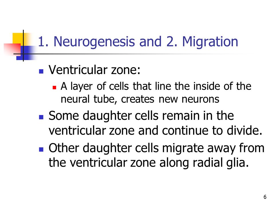 1. Neurogenesis and 2. Migration