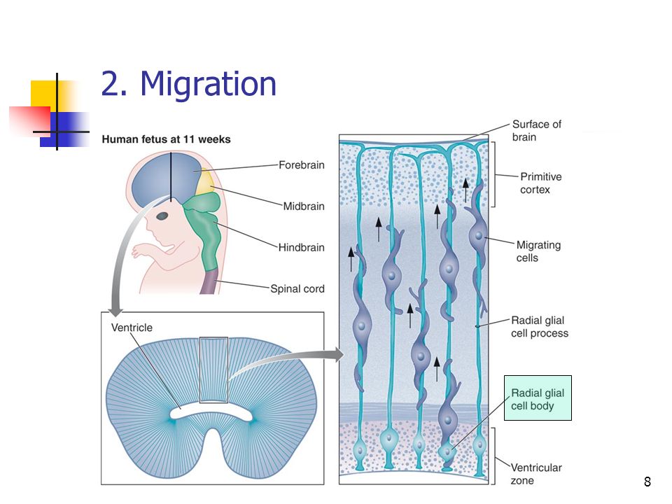 2. Migration 11 weeks Radial glial cells provide ladder