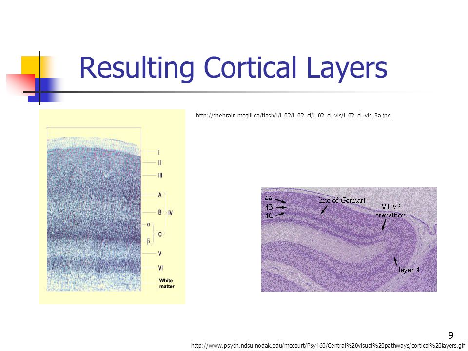 Resulting Cortical Layers