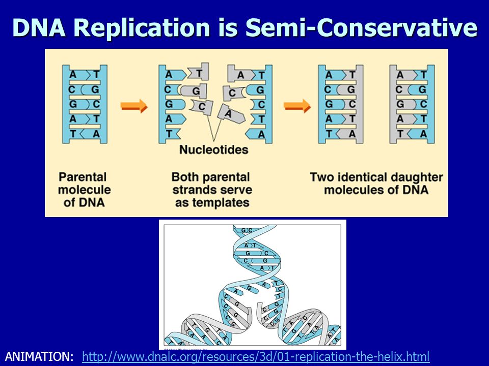 DNA Replication Accel Bio ppt video online download
