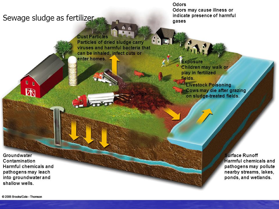Sewage sludge as fertilizer