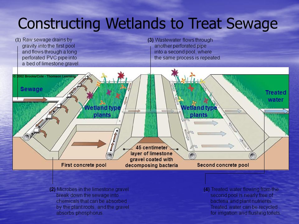 Constructing Wetlands to Treat Sewage