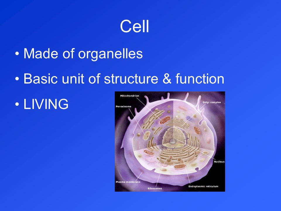 Cell Made of organelles Basic unit of structure & function LIVING