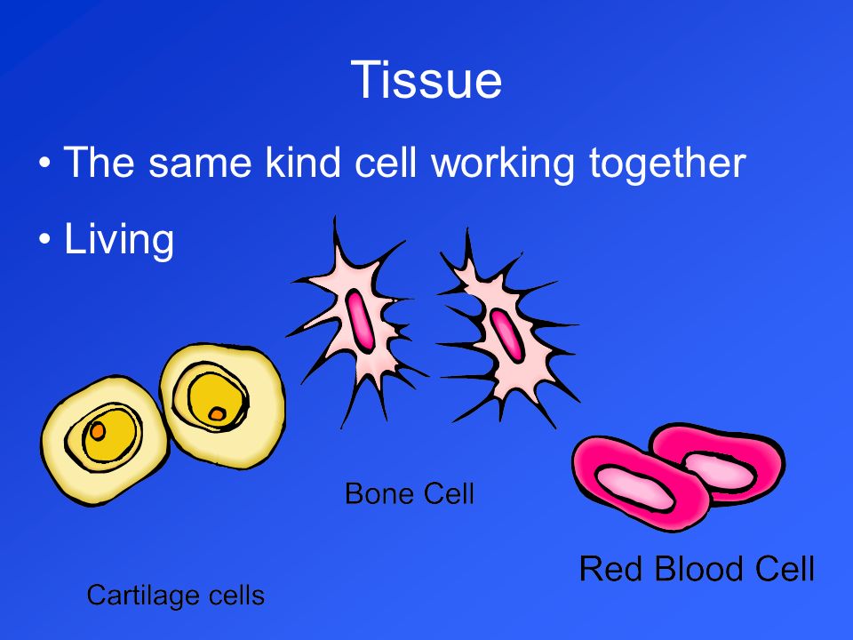 Tissue The same kind cell working together Living